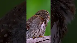 Northern Pygmy Owl Toot