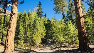 Mt Charleston Wilderness - Hiking Trail Canyon Nature hike near Las Vegas!