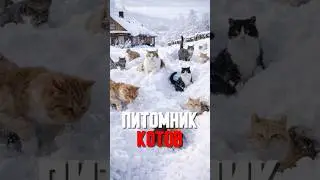 СИБИРСКИЕ СУПЕР-КОТЫ, КОТОРЫХ ХОЧЕТ ЗАБРАТЬ ВЛАСТЬ ❄️🐾
