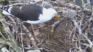 GBBG adult regurgitates fish for chicks to eat.