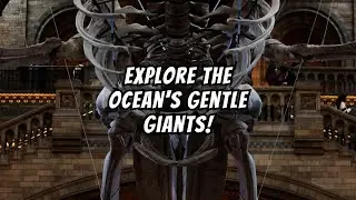 The truth about ocean giants#,
