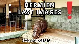 Hermien the Hippo: A Heartbreaking Farewell | ANTWERP ZOO