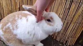 Rabbit Hutch Tour! |ChantellesRabbits