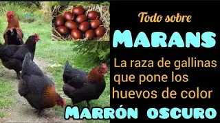Gallinas Marans: La mejor ponedora de huevos MARRONES OSCURO y de doble propósito que te sorprenderá