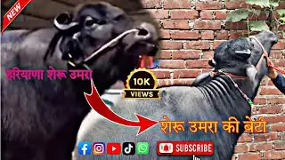 हरियाणा के शेरू उमरा की पाडिया बिकाऊ है (जखनिया) जिला गाजीपुर, उत्तर प्रदेश #baffalo #dairyfarm 