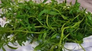 Amazing Herbs - Summer Savory