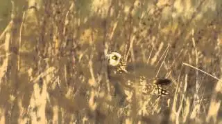 Short-eared Owl Barking