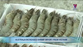 Australia increases shrimp import from Vietnam