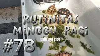 Update Pardalis Sulcata Alligator Snapping Turtle Cherry Head Hybrid Yellowbelly