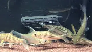 ゴールデンマハシール　Golden Mahseer Tor putitora