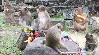 Monkey At Bayon Temple - Some Action Of Monkeys Finding Food