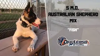 AUSTRALIAN SHEPHERD MIX / DOG TRAINING
