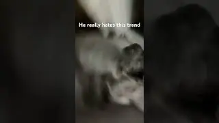 My dog hates this #dog #funny #trend