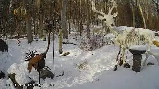 Enjoy the Winter Wonderland and the Animal