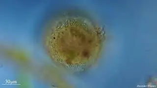 Testacea
