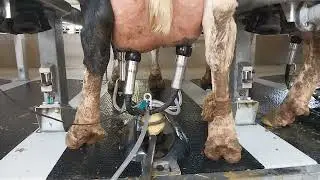 Milking Dairy Cows in Israel