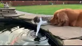 Curious Cat vs Pond Water 😲 Dog Watches in Shock!