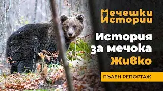 История за мечока Живко | Мечешки истории