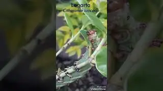 Citheronia laocoon