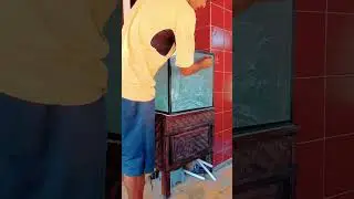 Cara membersihkan kaca aquarium #cara#tutorial#tutorials#aquarium #@Aria-y82