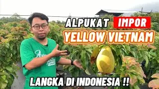 ALPUKAT YELLOW VIETNAM | ASLI IMPOR DARI VIETNAM
