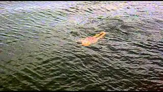 Swimming finnhamn, Stockholm
