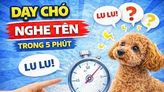 Dạy chó nghe tên trong 5 phút👉 Cực quan trọng – nền móng mọi thứ