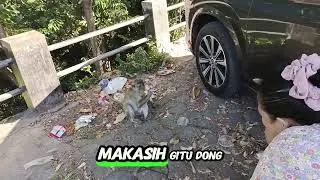 LUCUNYA MONYET CANTIK PENAKUT