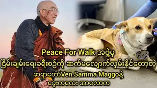 ငြိမ်းချမ်းရေးခရီးစဉ်ကို ဆက်မလျောက်လှမ်းနိုင်တော့တဲ့ ဆရာတော် Ven.Samma Maggoနဲ့ခွေးကလေး အာလောက
