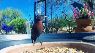 Varied Bunting