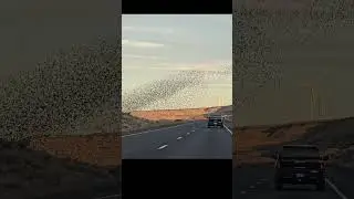 Starling murmuration show in Oregon