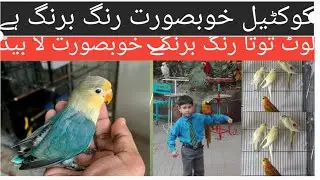 birds drinking vitamin water love bird and cocktail bird like video#Lahore#####/