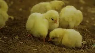 Perdue On Farm Hatchery