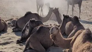 Camel 🐪 animal habitat 