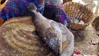 AMAZING GROUPER FISH CUTTING | FISH CUTTING SKILLS | FISH CUTTING VIDEOS  #kasimedu | CK FISHCUTTING