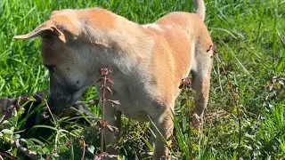 Canine Adventures in the Countryside