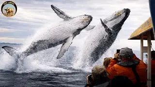 Misterios del Oc&eacute;ano Atl&aacute;ntico &ndash; Criaturas Resistentes del Mundo Marino #animales | Vida Animal TV