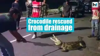 Cyclone Maha | 6.5 feet long crocodile rescued from Gujarat&rsquo;s Vadodara