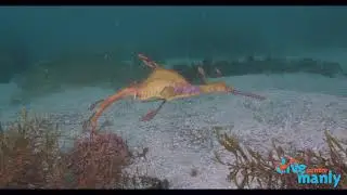 Dragons of Cabbage Tree Bay, Sydney