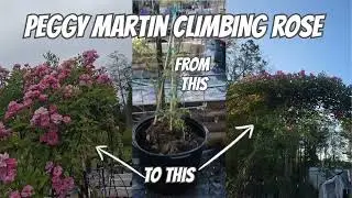 One Year After Planting: My Peggy Martin Climbing Rose is STUNNING!