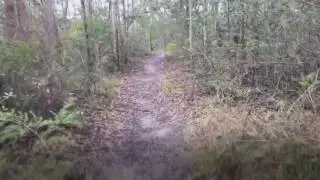 Blue Mountains Walk: Sassafras Gully Walking Track