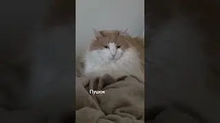 коты #cat #турыонлайн #2026