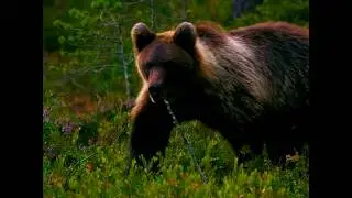 This Grizzly Ripped Out Forest Young's Ribs