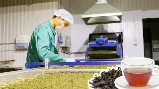 Japanese Cultivation Green Tea | Green Tea Harvest and Processing - Food Factory