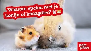 Waarom is spelen met je konijn of knaagdier belangrijk?