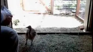 Fixin The House Ostrich Baby Cam