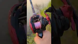 สีแดงเด่นมาแต่ไกล กับ Daiwa HRF TW #fishing #shots