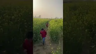 Fun in the mustard fields