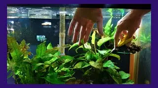 Trimming Anubias And Java In My 29 Gallon Misc. Tank