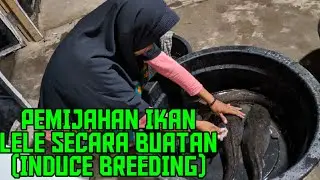 Tutorial teknik pemijahan ikan lele secara buatan | induce breeding